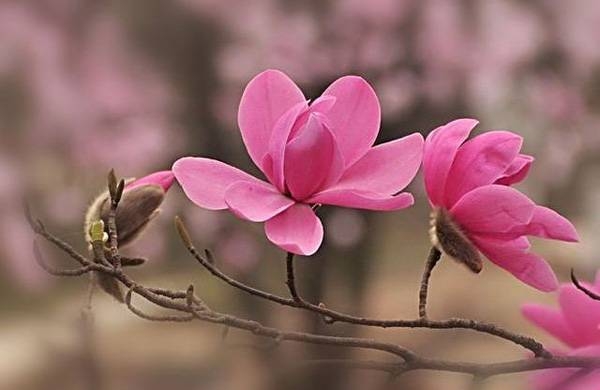 清明，獻(xiàn)給您一束辛夷花